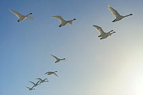 Mute Swans (Cygnus olor) flying in formation, Germany, January