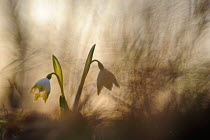 Spring Snowflake (Leucojum vernum) in flower, Hungary, March