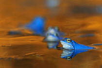 Moor Frog (Rana arvalis) males, in breeding coloration, Germany, April