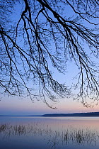 Dusk at Tollensesee lake with overhanging tree branch silhouetted, Mecklenburg-Vorpommern, Germany, April