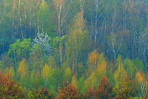 Mixed woodland in spring, Mecklenburg-Strelitz, Mecklenburg-Vorpommern, Germany, April