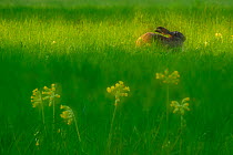 Brown hare (Lepus europaeus) in field with cowslips in flower Brandenburger Vorstadt, Potsdam, Germany, April