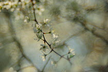 Blackthorn (Prunus spinosa) flowers, Germany, April