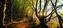 Evening sun in  European Beech (Fagus sylvatica) forest with track running through it  Germany, May