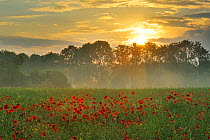 Corn Poppies (Papaver rhoeas) in field at sunset on a misty morning, with trees in the background, Germany, June