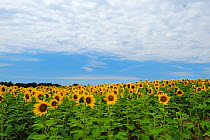 Field of flowering Sunflowers (Helianthus annuus) Gransee, Brandenburg, Germany, July