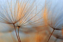 Meadow Salsify (Tragopogon pratensis) seeds, Mecklenburg-Strelitz, Mecklenburg-Vorpommern, Germany, July