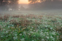Kruseliner lake shore, on a misty Autumn morning, with spiderwebs on a meadow, Germany, October