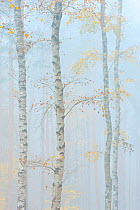 Downy / European white birch (Betula pubescens) tree trunks in the mist, Waldstadt, Potsdam, Germany, November