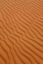 Detail of patterns on the side of a sand dune caused by wind, Dubai, United Arab Emirates