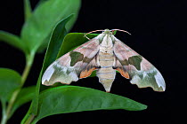 Lime hawkmoth (DaMimus tillae) resting on leaf, captive, occurs in Europe, April