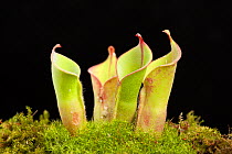 Sun pitcher plant (Heliamphora nutans X heterodoxa) hybrid, cultivated, occurs in the Guiana Shield, South America