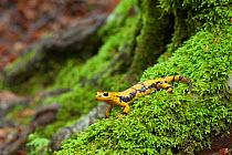 European fire salamander (Salamandra salamandra gigliolii) subspecies, Monte Pecoraro, Calabria, Italy, May