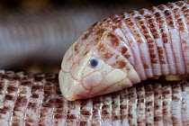Zarudny&#39;s worm lizard (Diplometopon zarudnyi), captive, occurs in Middle East