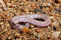 Zarudny&#39;s worm lizard (Diplometopon zarudnyi), captive, occurs in Middle East