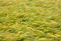 Field of ripening Barley (Hordeum vulgare), Nottinghamshire, England, UK, June