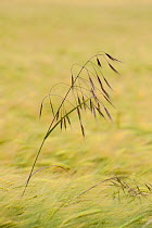 Single Oat (Avena sativa) stem growing in a field of Barley (Hordeum vulgare), Nottinghamshire, England, UK, June