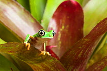 Lemur leaf frog (Hylomantis lemur), captive, occurs in Costa Rica