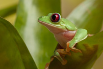 Spurrell's flying frog (Agalychnis spurrelli), captive, occurs in Costa Rica