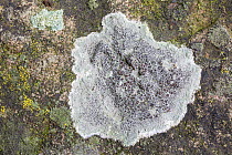 Black shield lichen (Lecanora atra), a crustose lichen found on siliceous rocks, Yorkshire, England, UK, July