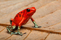 Harlequin poison dart frog (Oophaga histrionica), captive, occurs in Ecuador
