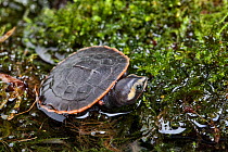 Red-bellied short-necked turtle (Emydura subglobosa), captive, occurs in Papua New Guinea