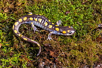 Spotted salamander (Ambystoma maculatum), captive, occurs in USA