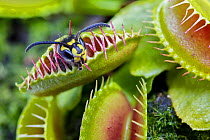 Common wasp (Vespa vulgaris) caught in a Venus flytrap (Dionaea muscipula), cultivated, occurs in North America