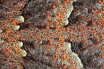 Close-up of the scales of a Desert horned lizard (Phrynosoma platyrhinos), captive, occurs in USA