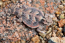 Desert horned lizard (Phrynosoma platyrhinos), captive, occurs in USA