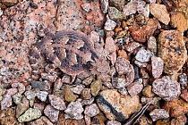 Desert horned lizard (Phrynosoma platyrhinos), captive, occurs in USA