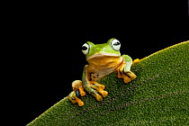 Reinwardt&#39;s flying frog 1+Rhacophorus reinwardti+2, captive, occurs in South East Asia