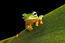 Reinwardt&#39;s flying frog 1+Rhacophorus reinwardti+2, captive, occurs in South East Asia