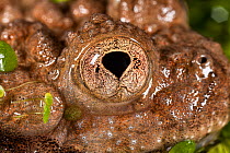Close-up of eye of a Giant fire-bellied toad (Bombina maxima), captive, occurs in China