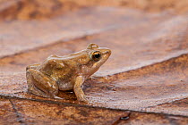 Ahl&#39;s river frog 1+Phrynobatrachus latifrons+2, captive, occurs in West Africa
