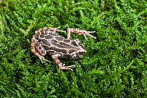 Cochran&#39;s running frog (Kassina cochranae), captive, occurs in West Africa