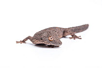 Eastern spiny-tailed gecko (Strophurus williamsi), captive, occurs Australia