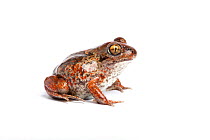 Common spadefoot toad, (Pelobates fuscus), captive, occurs Europe
