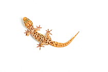 Turkish gecko (Hemidactylus turcicus), captive, occurs the Mediterranean, with re-grown tail.