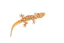 Turkish gecko, (Hemidactylus turcicus) with re-grown tail, captive, occurs Mediterranean region.