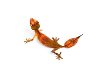 Satanic leaf-tailed gecko (Uroplatus phantasticus), captive, occurs Madagacar