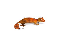 Satanic leaf-tailed gecko (Uroplatus phantasticus), captive, occurs Madagascar
