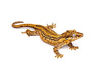 Gargoyle Gecko (Rhacodactylus auriculatus), captive, occurs New Caledonia)