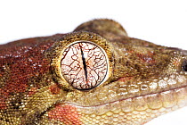 Bavay's Giant / Mossy New Caledonian Gecko (Miniarogekko chahoua ), captive, occurs New Caledonia