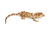 Bavay's Giant Gecko / Mossy gecko (Miniarogekko chahoua), captive, occurs New Caledonia