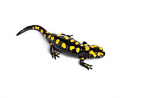 Corsican salamander (Salamandra corsica), captive, occurs Corsica