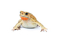 Asian Common toad (Duttaphrynus melanostictus), male in breeding coloration, captive, occurs South Asia