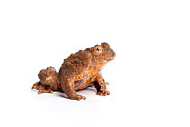 Giant fire-bellied toad (Bombina maxima), captive, occurs  China