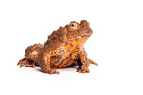 Giant fire-bellied toad (Bombina maxima), captive, occurs China