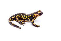 Portuguese fire salamander (Salamandra salamandra gallaica), captive, occurs Europe.